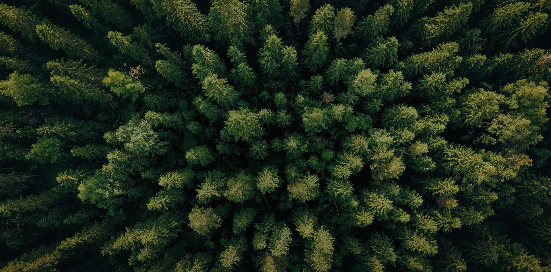 堅持走生態優先、綠色低碳的發展道路